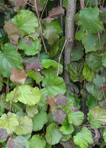 Afbeelding bij Hazelaar - Lambertsnoot - Corylus maxima &#039;Purpurea&#039; 