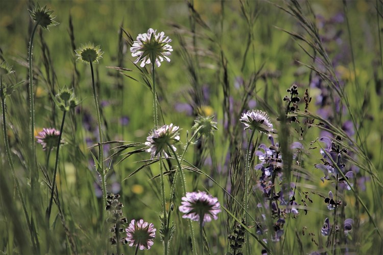 Afbeelding bij Heb jij een gezond gazon?