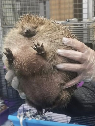 Afbeelding bij Heb jij ooit eerder een egel met ballon syndroom gezien?