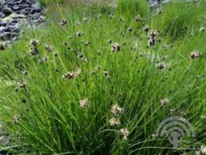 Afbeelding bij Heen - Zeebies - Scirpus maritimus 