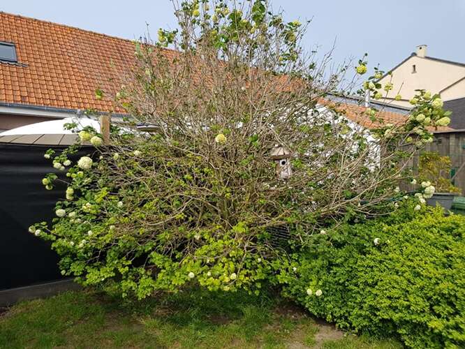 Afbeelding bij Heester bezwijkt onder de luizen