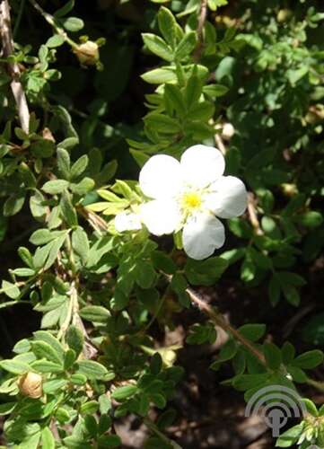 Afbeelding bij Heesterganzerik - Potentilla f. &#039;Abbotswood&#039;
