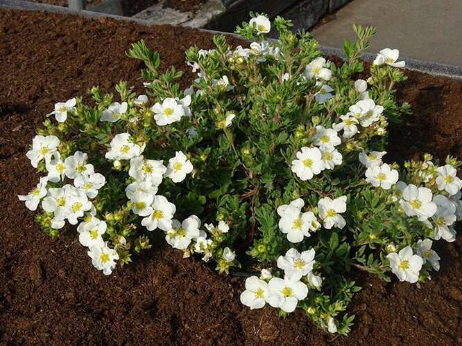 Afbeelding bij Heesterganzerik - Potentilla f. &#039;Bella Bianca&#039;®