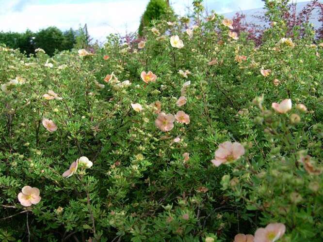 Afbeelding bij Heesterganzerik - Potentilla f. &#039;Daydawn&#039;