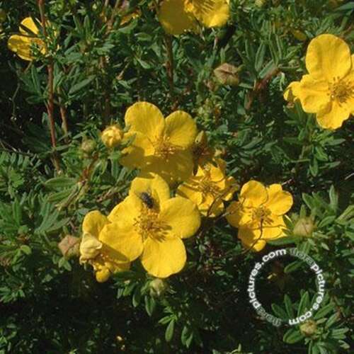 Afbeelding bij Heesterganzerik - Potentilla f. &#039;Goldfinger&#039;
