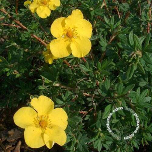 Afbeelding bij Heesterganzerik - Potentilla f. &#039;Goldstar&#039;