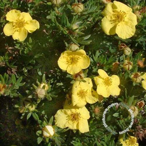 Afbeelding bij Heesterganzerik - Potentilla f. 'Kobold'