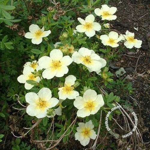 Afbeelding bij Heesterganzerik - Potentilla f. 'Limelight'