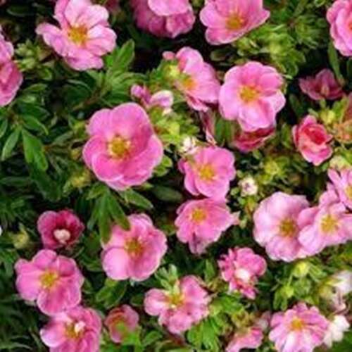Afbeelding bij Heesterganzerik - Potentilla f. &#039;Pink Paradise&#039;