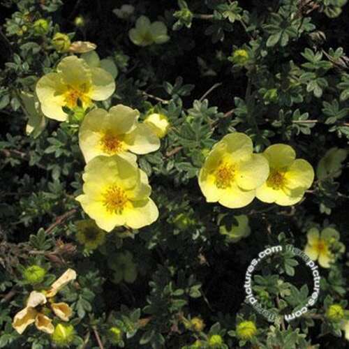Afbeelding bij Heesterganzerik - Potentilla f. &#039;Primrose Beauty&#039;