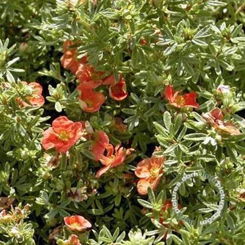 Afbeelding bij Heesterganzerik - Potentilla f. &#039;Red Ace&#039;