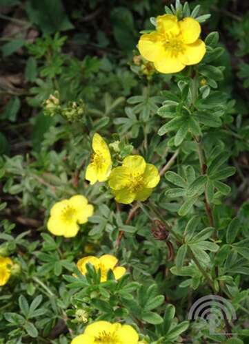 Afbeelding bij Heesterganzerik - Potentilla f. 'Tangerine'