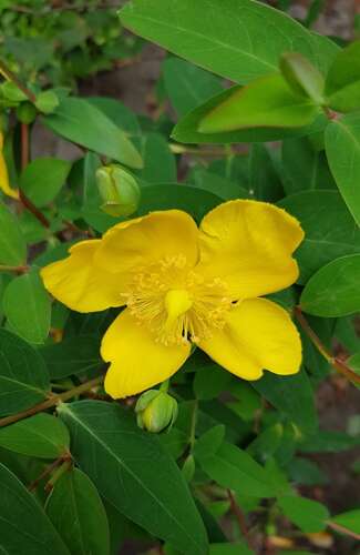 Afbeelding bij Heestertje met mooie gele bloemen