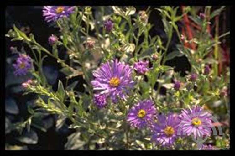 Afbeelding bij Heideaster Ericoides &#039;Blue Star&#039;