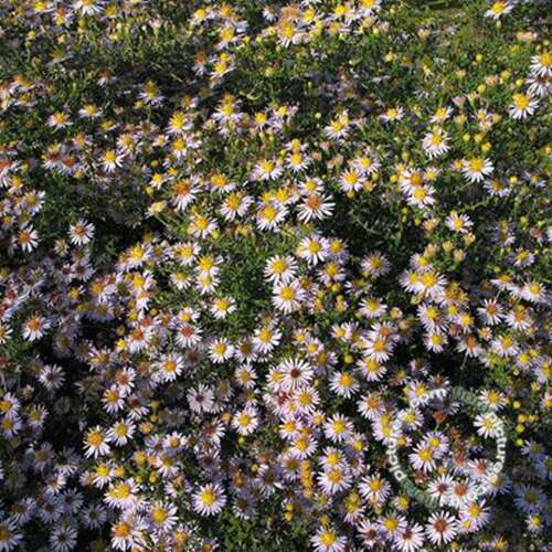 Afbeelding bij Heideaster - Aster ericoides &#039;Erlkönig&#039;