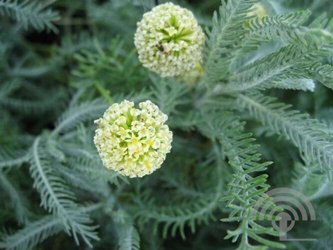 Afbeelding bij Heiligenbloem - Santolina cham. &#039;Edward Bowles&#039; 