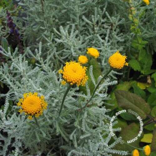 Afbeelding bij Heiligenbloem - Santolina chamaecyparissus 