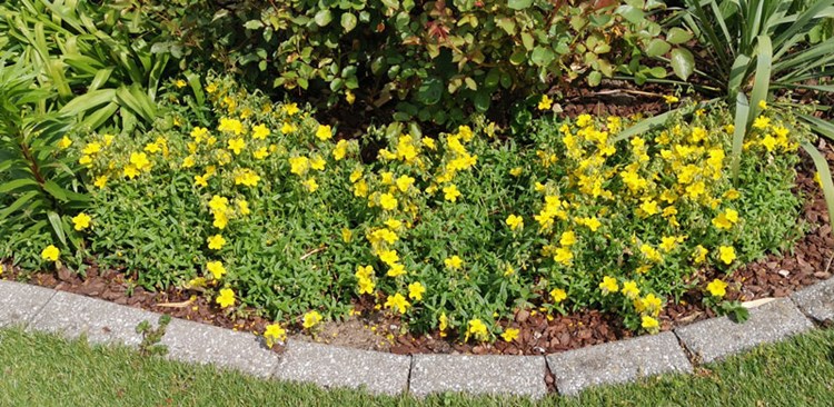 Afbeelding bij Helianthemum / zonneroosje (soort)