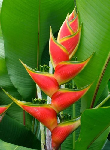 Afbeelding bij Heliconia / valse paradijsvogelbloem