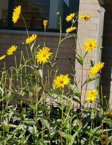 Afbeelding bij Heliopsis / Zonneogen (soort)