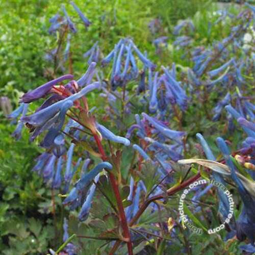 Afbeelding bij Helmbloem - Corydalis flexuosa