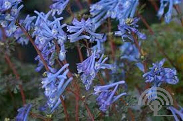 Afbeelding bij Helmbloem - Corydalis flexuosa &#039;Purple Leaf&#039; 