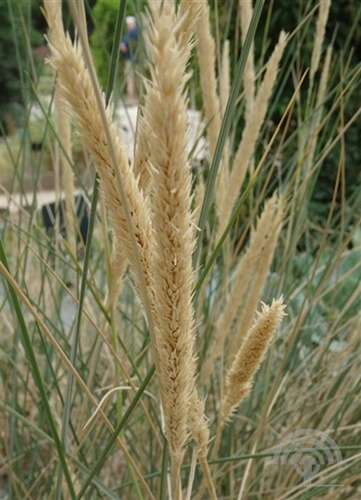 Afbeelding bij Helmgras - Ammophila arenaria