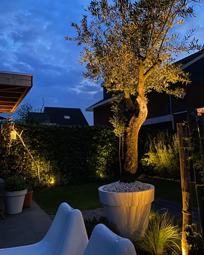 Afbeelding bij Help mijn olijfboom wordt aangevreten