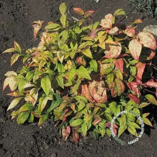 Afbeelding bij Hemelse Bamboe - Nandina domestica 'Firepower'