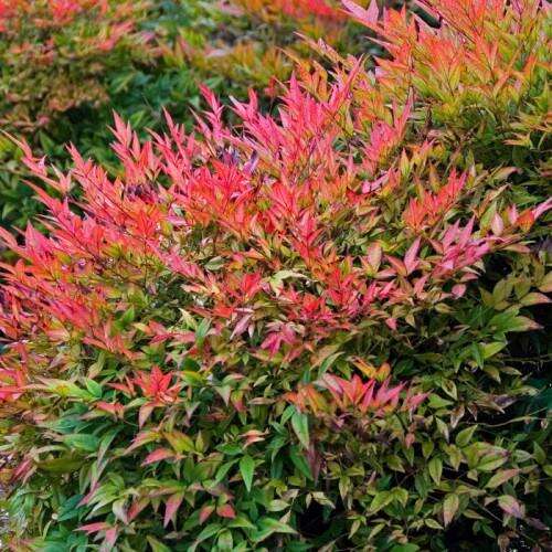Afbeelding bij Hemelse Bamboe - Nandina domestica 'Gulf Stream'
