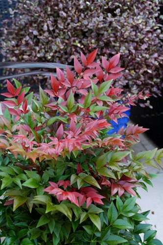 Afbeelding bij Hemelse Bamboe - Nandina domestica &#039;Obsessed&#039; 