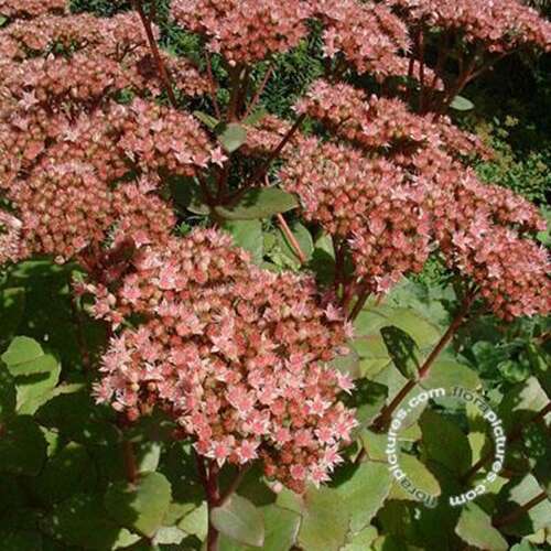 Afbeelding bij Hemelsleutel - Sedum &#039;Matrona&#039; 