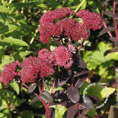 Afbeelding bij Hemelsleutel - Sedum telephium &#039;Munstead Dark Red&#039; 
