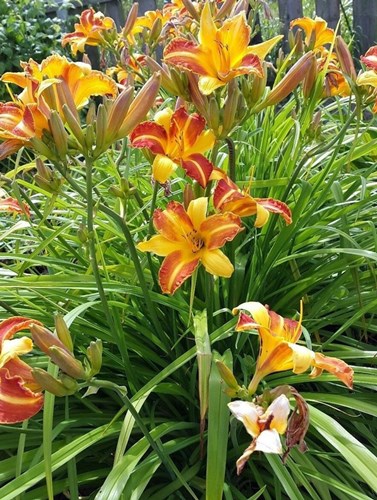 Afbeelding bij Hemerocallis / Daglelie  (soort)