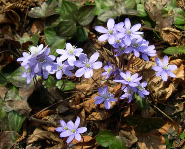 Afbeelding bij Hepatica nobilis / Leverbloempje