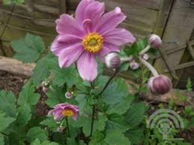 Afbeelding bij Herfstanemoon Anemone hybrida . &#039;Serenade&#039;