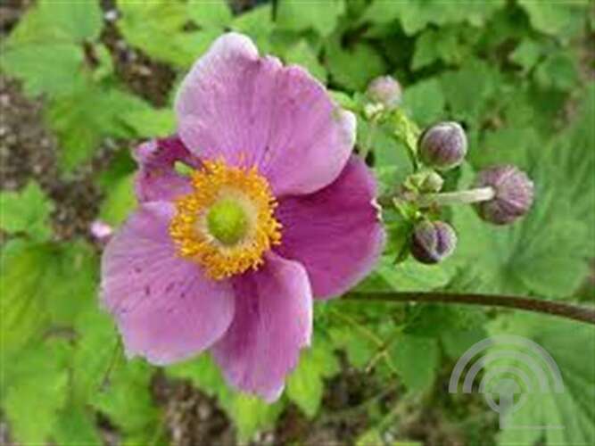 Afbeelding bij  Herfstanemoon (Anemone Hybrida)  'Hadspen Abundance'