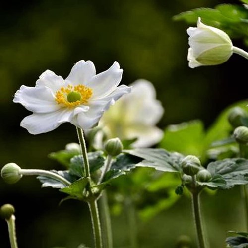 Afbeelding bij  Herfstanemoon (Anemone Hybrida) &#039;Honorine Jobert&#039; 
