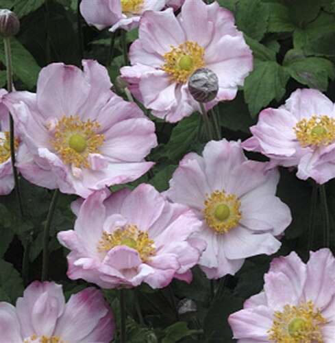 Afbeelding bij  Herfstanemoon (Anemone) &#039;Lorelei&#039;