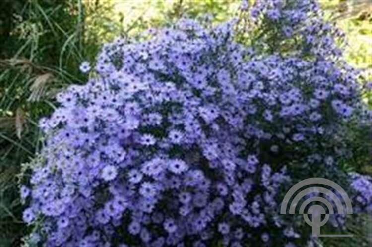 Afbeelding bij Herfstaster Aster cordifolius &#039;Little Carlow&#039;