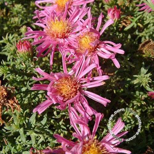 Afbeelding bij Herfstaster - Aster dumosus 'Alice Haslam'