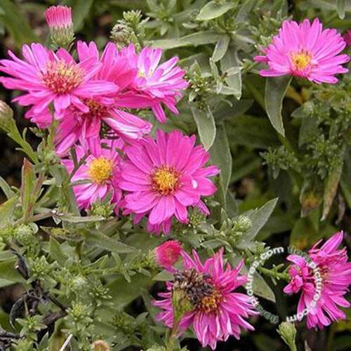 Afbeelding bij  Herfstaster (Aster Dumosus) &#039;Anneke&#039;