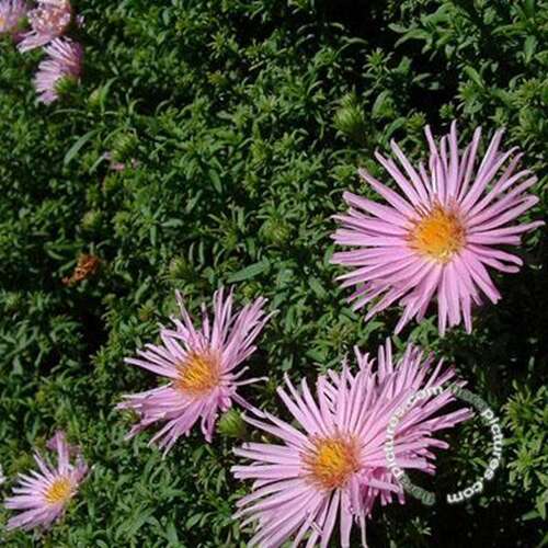 Afbeelding bij Herfstaster Dumosus &#039;Prof. Anton Kippenberg&#039; 