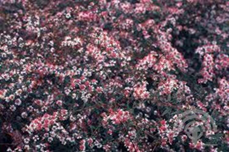Afbeelding bij Herfstaster- Aster lateriflorus  &#039;Lady in Black&#039;