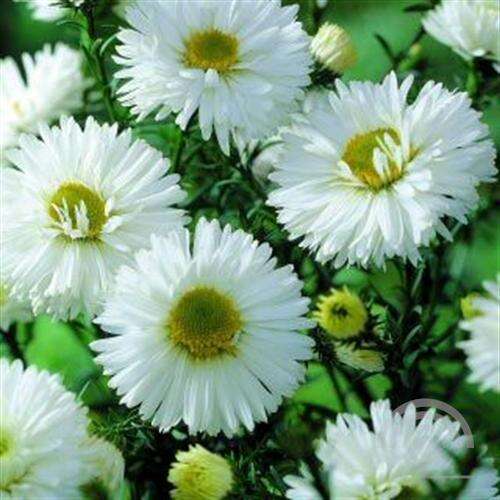 Afbeelding bij  Herfstaster novi-belgii &#039;White Ladies&#039;