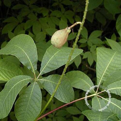 Afbeelding bij Herfstpaardenkastanje - Aesculus parviflora
