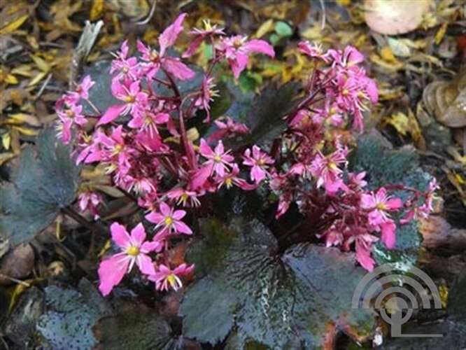 Afbeelding bij Herfststeenbreek - Saxifraga cortusifolia 'Black Ruby'