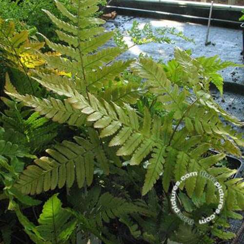 Afbeelding bij Herfstvaren - Dryopteris erythrosora 