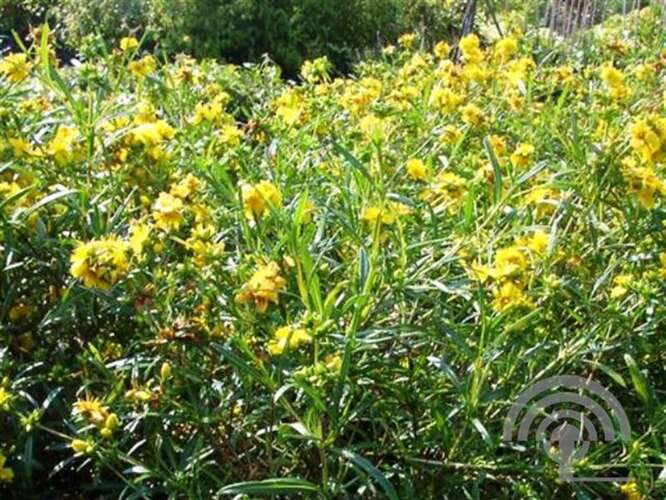 Afbeelding bij Hertshooi - Hypericum &#039;Buttercup&#039;