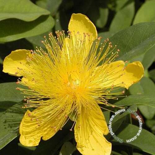 Afbeelding bij Hertshooi - Hypericum calycinum
